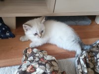 British shorthair yavru 1 mayıs doğumlu