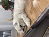 Erkek scottish fold kedisi