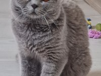 Safkan British Shorthair