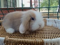 Hollanda teddy lop tavşanı yavrular