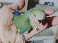 BEBEK YAVRUMUZ EL BESLEMESİ İÇİN HAZIRDIR BUYRUN