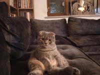 Scottish Fold Sırrı Bey