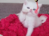 Exotic shorthair bebişler