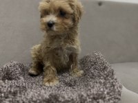 Maltipoo erkek bebeğim