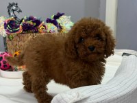 Kore Toy Poodle Yavrular