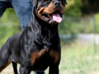 Türkiye şampiyonu rottweiler