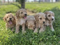 MALTESE YAVRULAR MALTİPO YAVRULAR TOY POODLE YAVRULAR