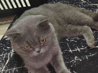ACİL YUVA KEDİMİZE