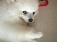 TEO isimli pomeranian yeni aile arıyor