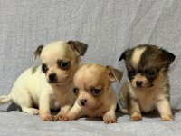 Chihuahua köpeklerimiz