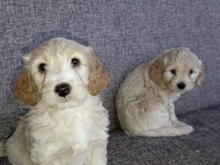 Bu bambaşka maltipoo