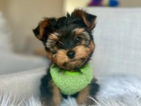 Teacup ve 0 numara yorkshire terrier