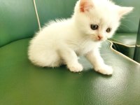 Sağlıklı british shorthair yavrular