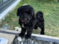 SAKİN ÇOK GÜZEL BİR POODLE YAVRU