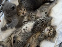 British shorthair yavrular