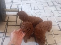 Toy Poodle Köpek