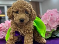 Toy poodle yavrum