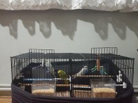 Büyük çift bölmeli salma kafes ve 4 kuş 3 dişi 1 erkek