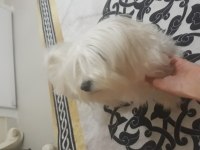 Sahiplendirilecek maltese köpeğimiz