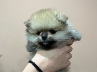 Petmode köpek çiftliğinden tea cup pomeranian