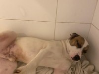 Çok uysal bir köpektir yuva arıyor