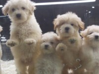 SAFKAN MALTİPOO YAVRULARIMIZ VONALP GARANTİSİYLE