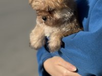 A kalite teacup erkek morkie yavrumuz