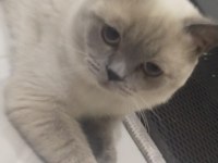1 Dişi ve 1 erkek British Shorthair