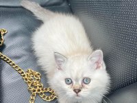 Safkan dişi british shorthair yavrumuz