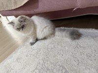 Beyaz british longhair