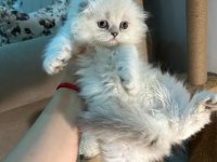 British longhair bebekler dişi erkek