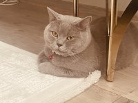Oğlum a yuva arıyoruz british shorthair