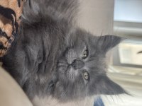 Maine Coon Kedileri