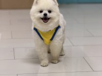 Teddy bear 9 aylık pomeranian