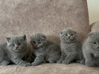 Oyuncu Scottish Fold Yavrular