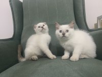 Scottish Fold Blue Point ve Tabby Yavru