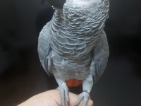 Yerli Üretim Kapalı Bilezik Jako Konuşur Eğitimli