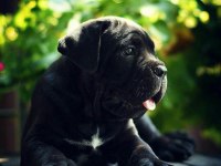 Asil Cane Corso Yavrular