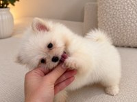 Pomeranian Teddy Face Teacup