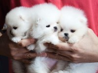 Teddy Bear Pomeranian En Mini Yavrular