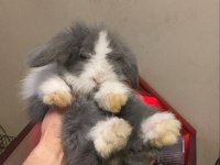 HOLLANDA LOP TAVŞAN YAVRULARI