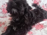 3 aylık dişi terrier
