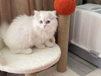 3 Yaşında Kedimizi Sahiplendirme