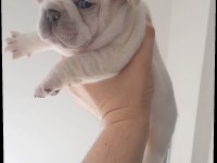 Egzotik french bulldog lilac tan platinum erkek bebekler