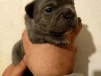 French bulldog