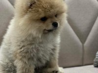 Teddy bear ayıcık 3 aylık erkek ankara içi pomeranian