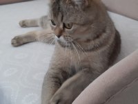 British shorthair evcilmen yavrumuz