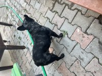 Akıl küpü bulldog köpeğimiz