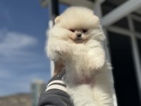 Petmode köpek çiftliğinden teddy face pomeranian