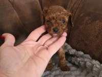 Toy Poodle Yavru Köpekler